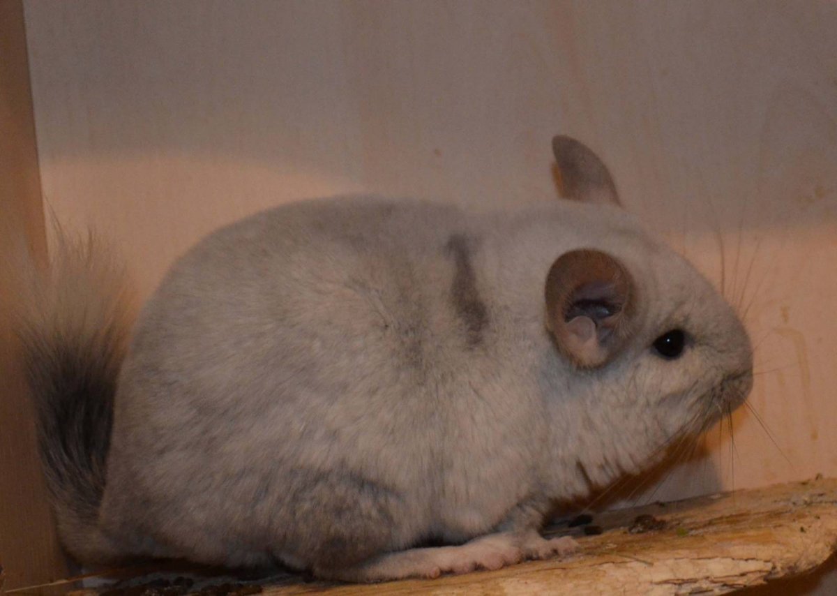 Крыса сфинкс Дамбо рекс