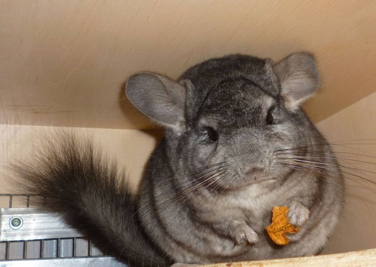 Золотая шиншилла грызун
