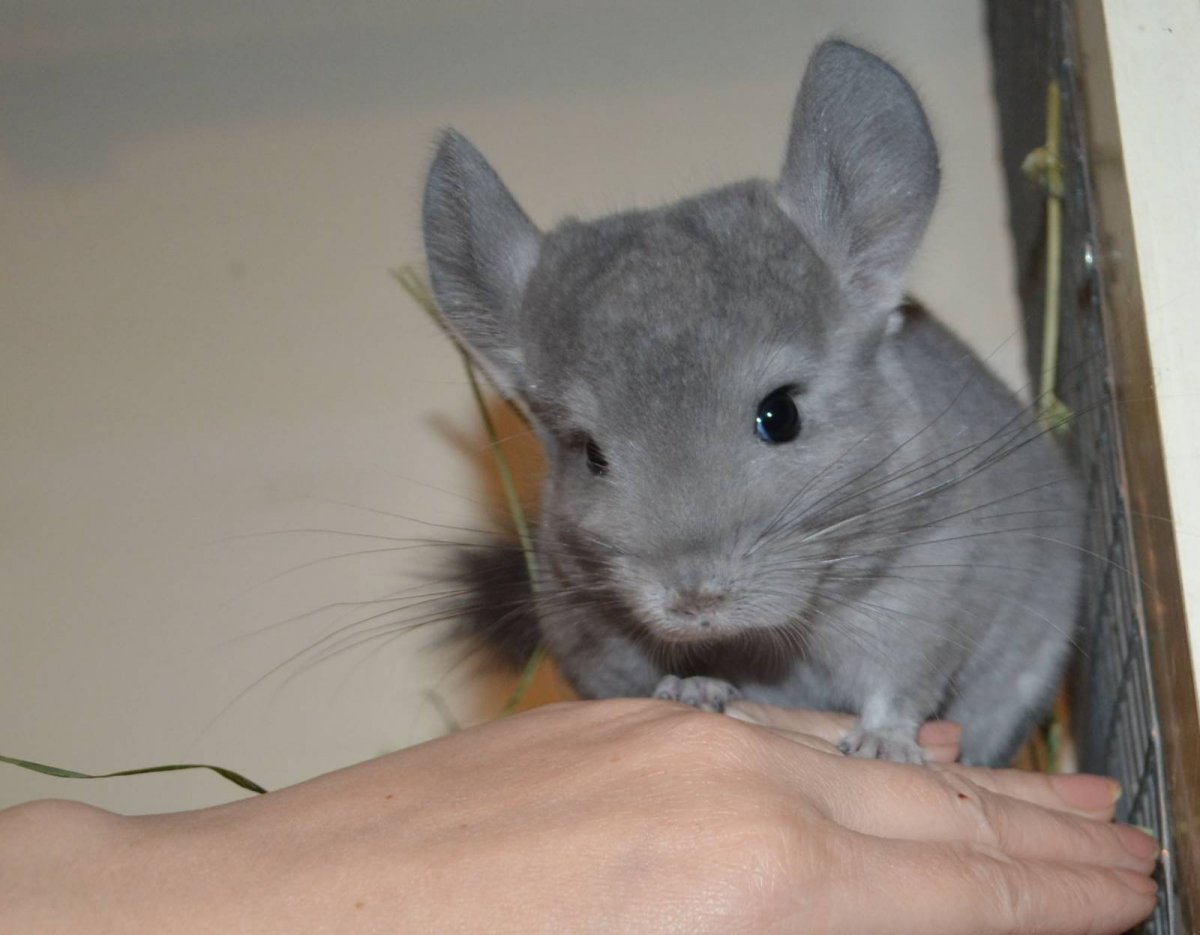 Шиншилла грызун