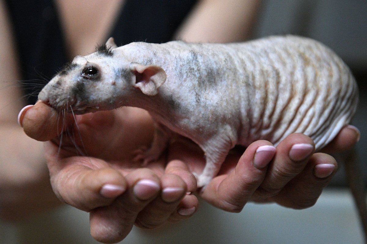 Шиншилла агути