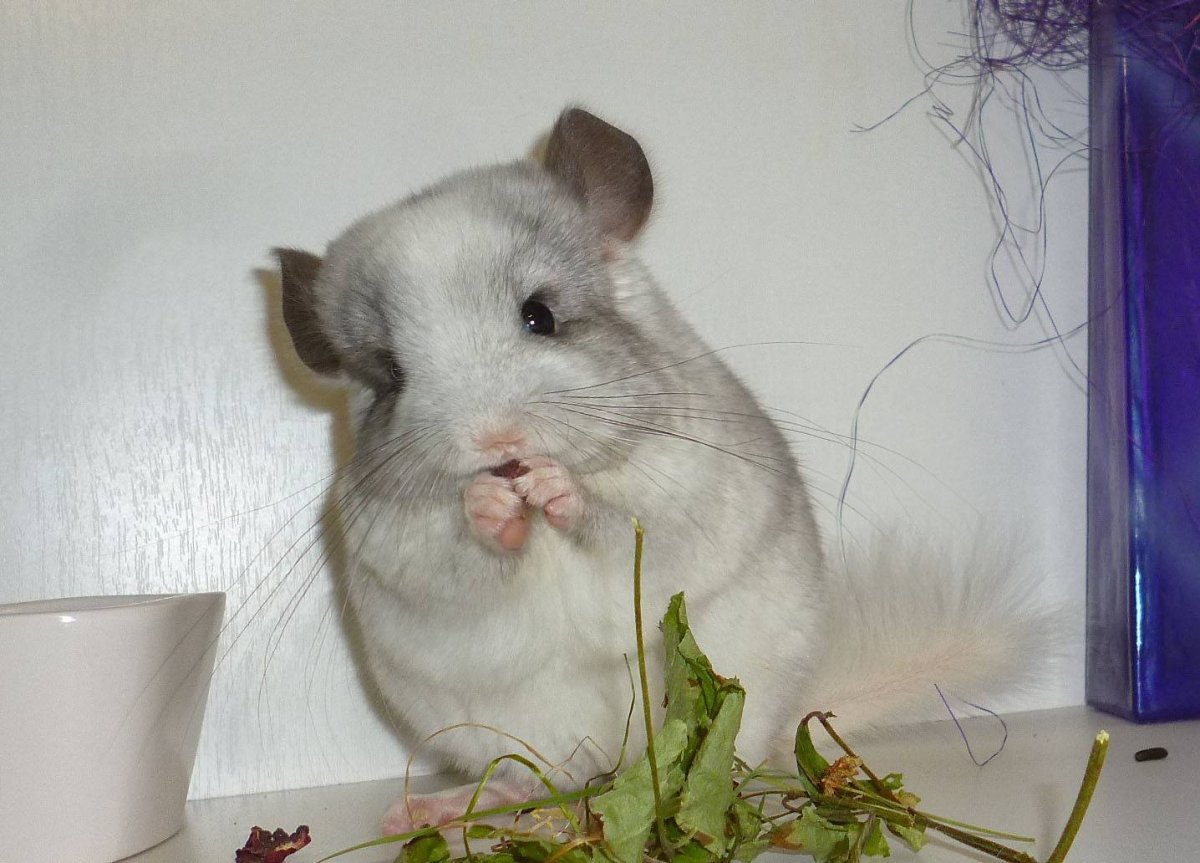 Шиншилла рекс