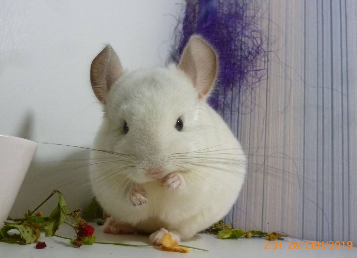 Голубую шиншиллу грызуна