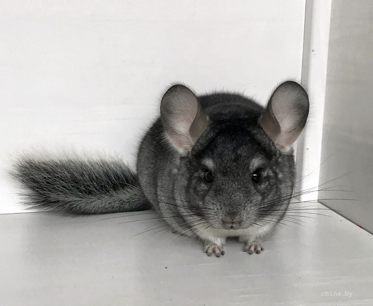Желтая шиншилла мышь