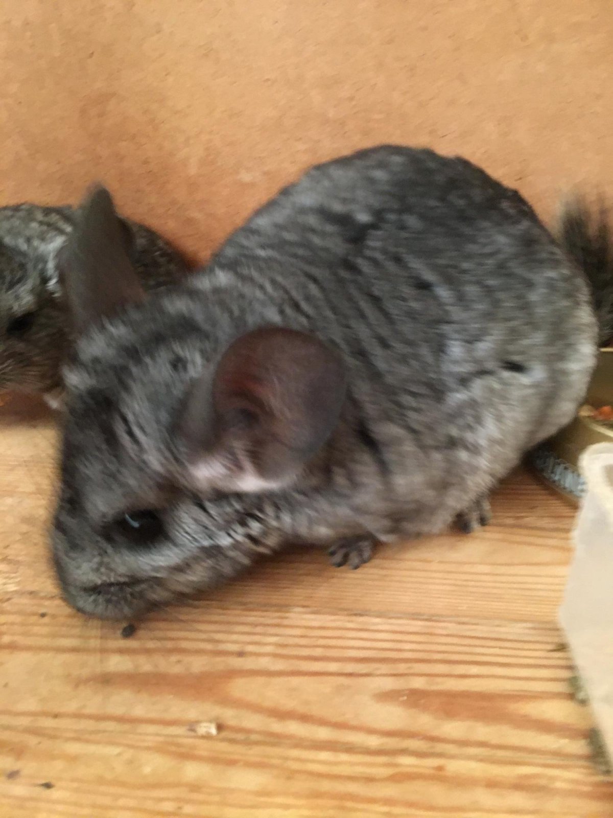 Мраморная шиншилла