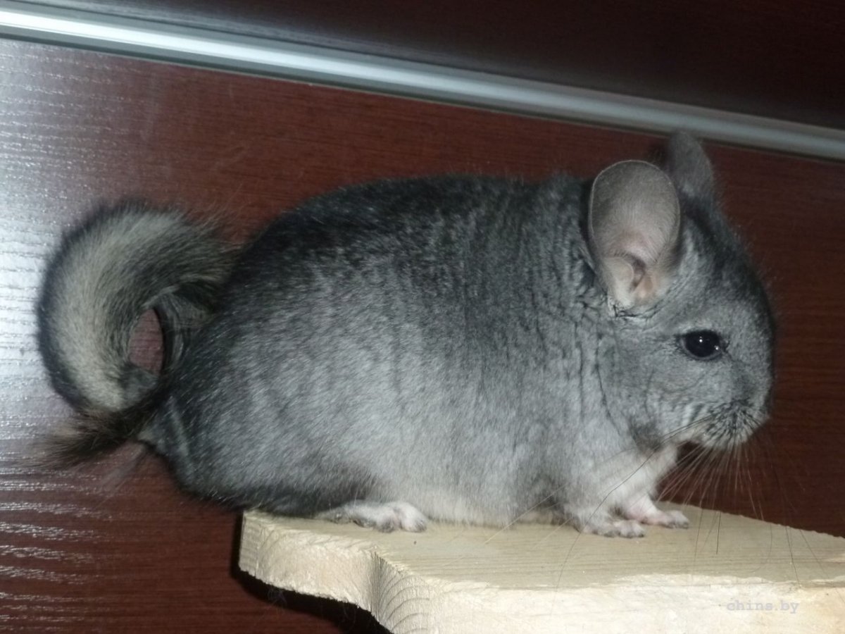 Толстых шиншилл