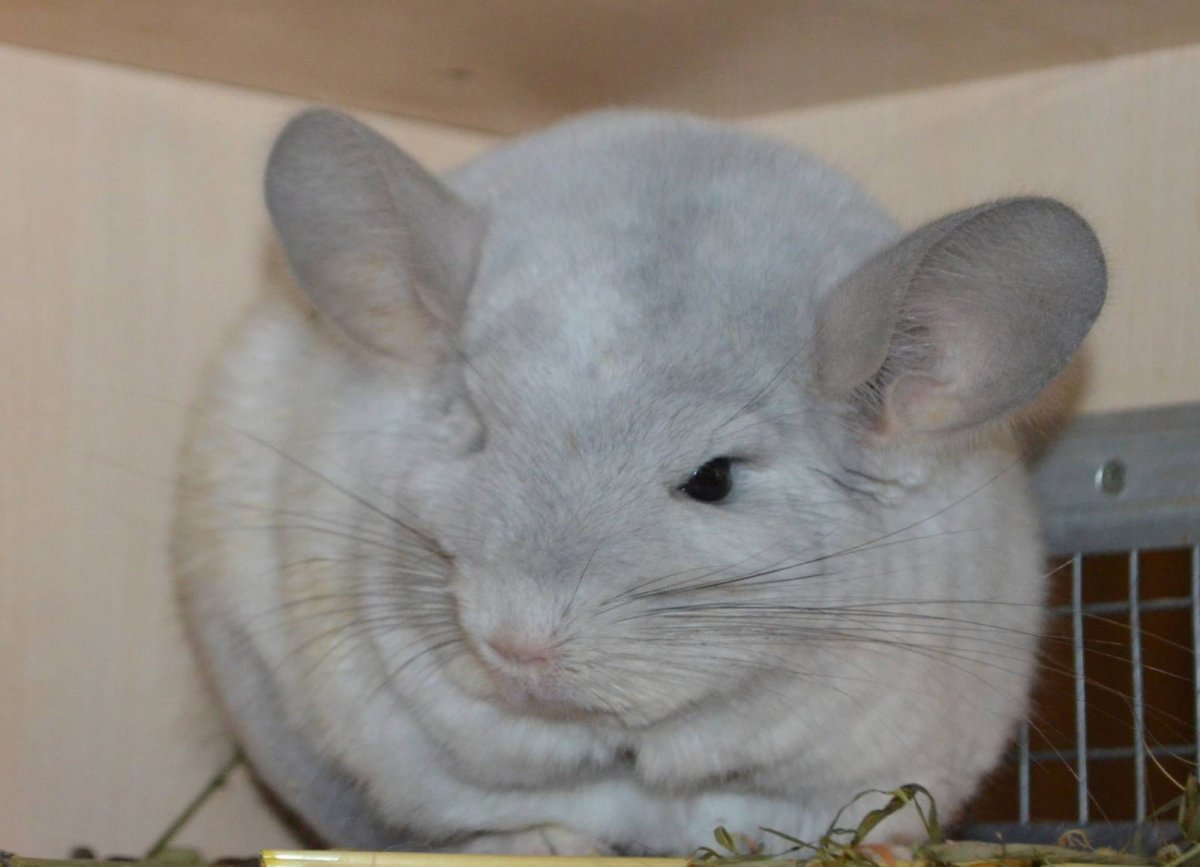 Чем кормить шиншиллу