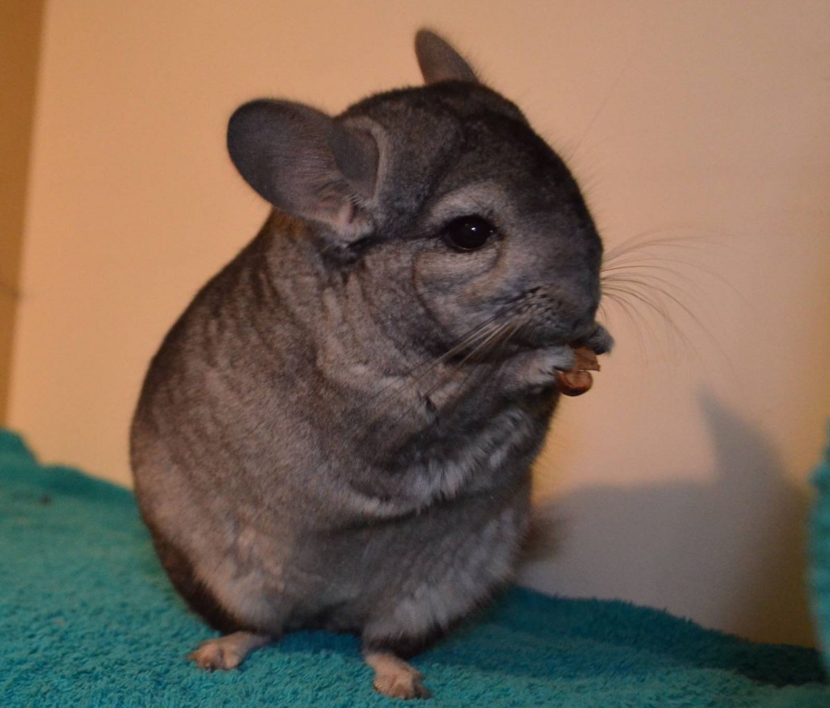Лысая шиншилла