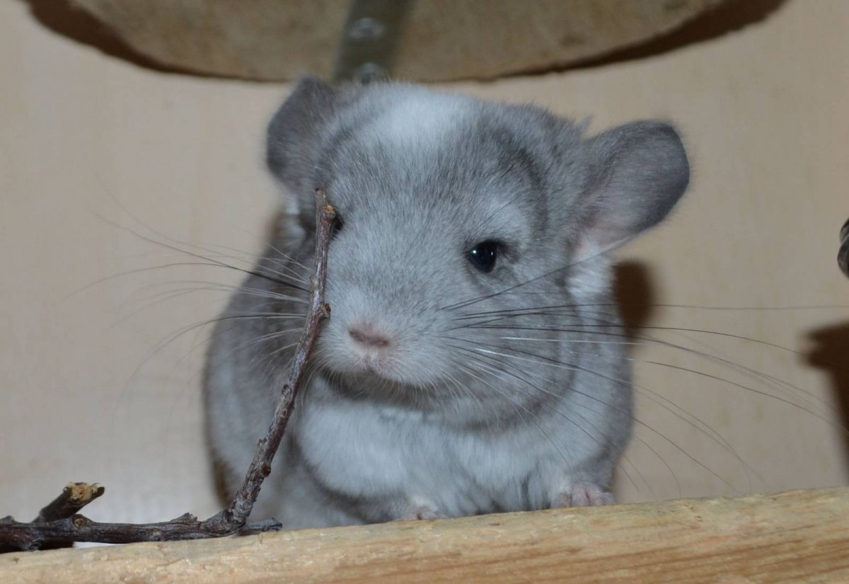 Белая короткохвостая шиншилла