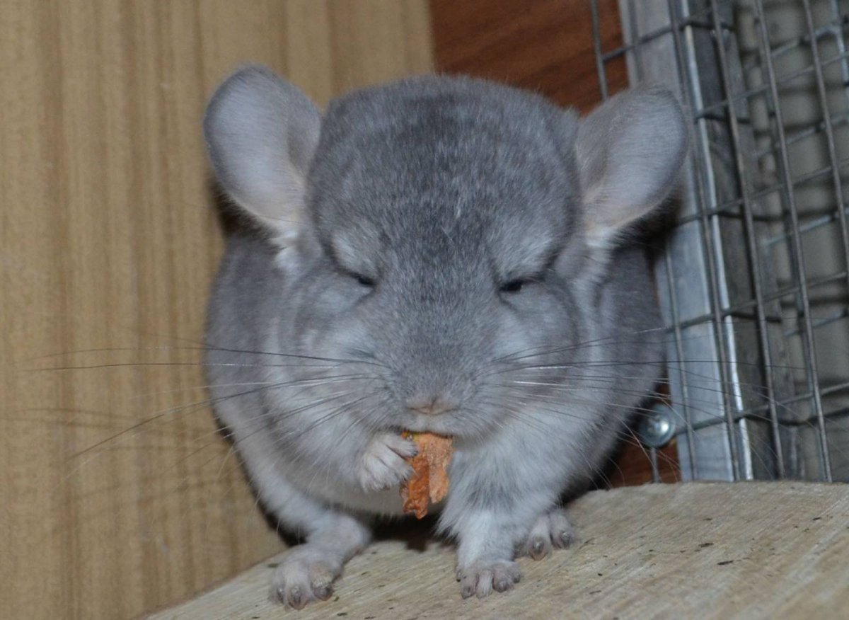 Шиншилла почесушки