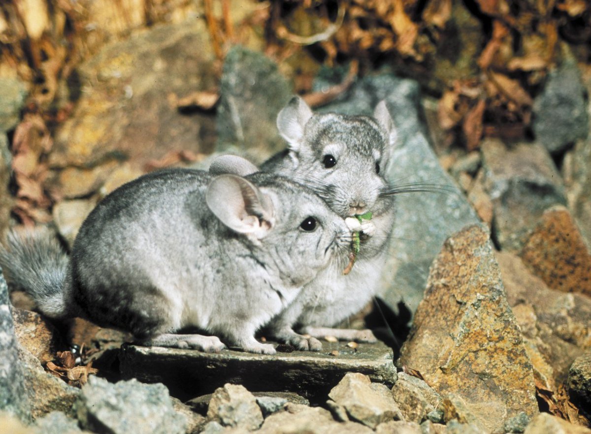 Монгольская пищуха