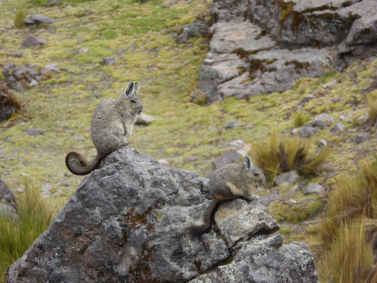 Малая длиннохвостая шиншилла