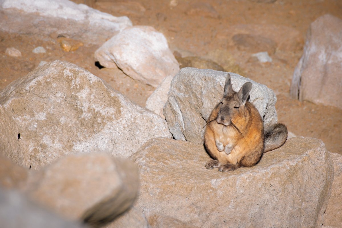 Мармот летяга