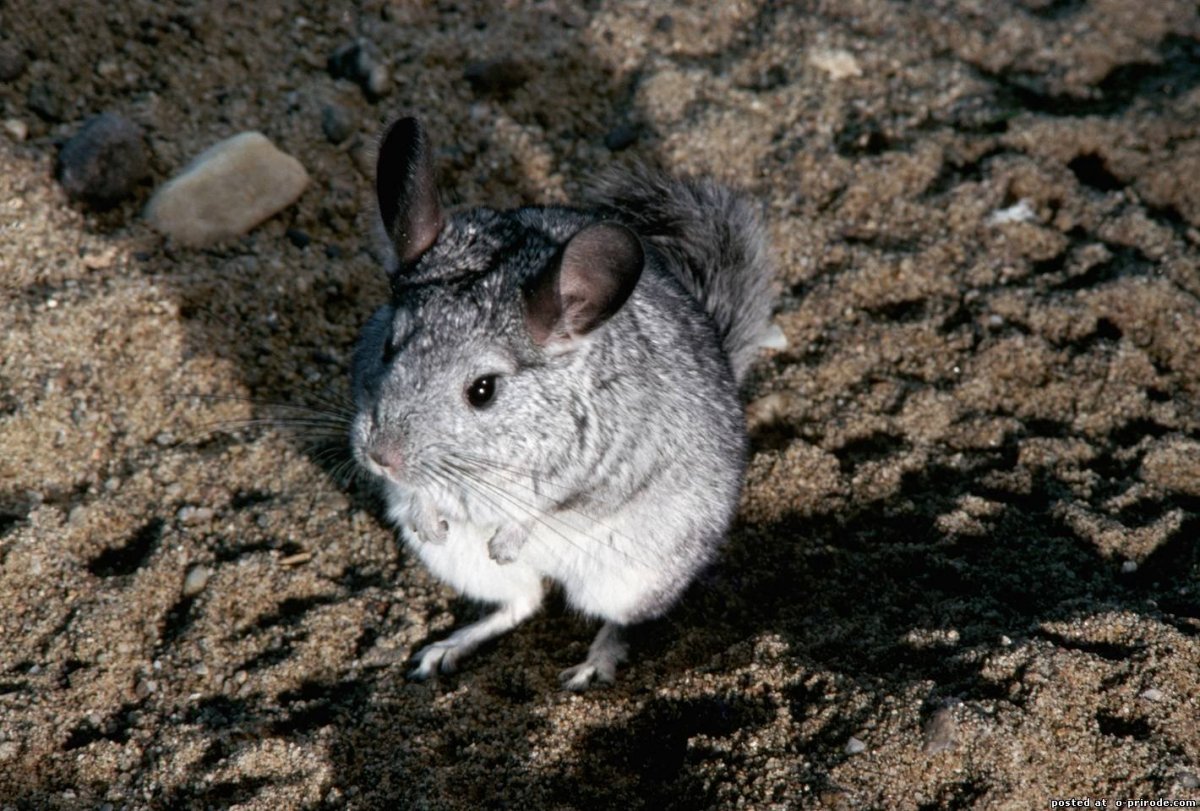 Перуанская вискаша