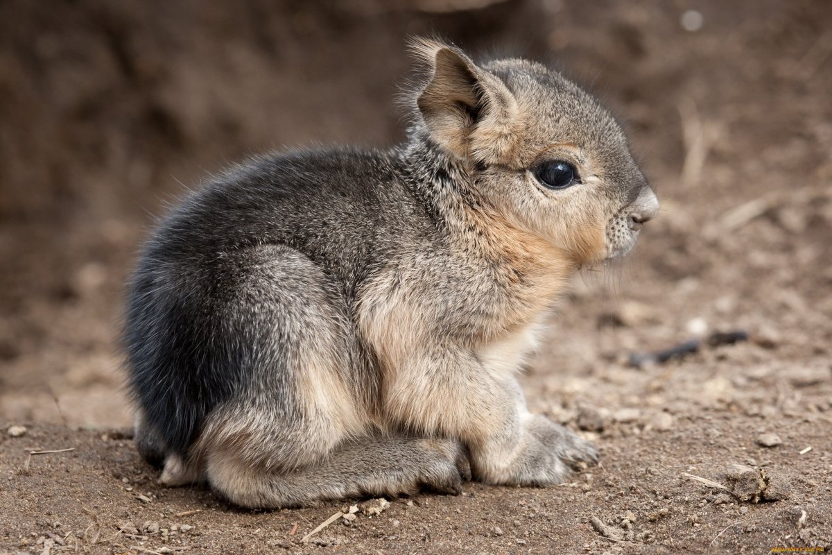 Дикая шиншилла