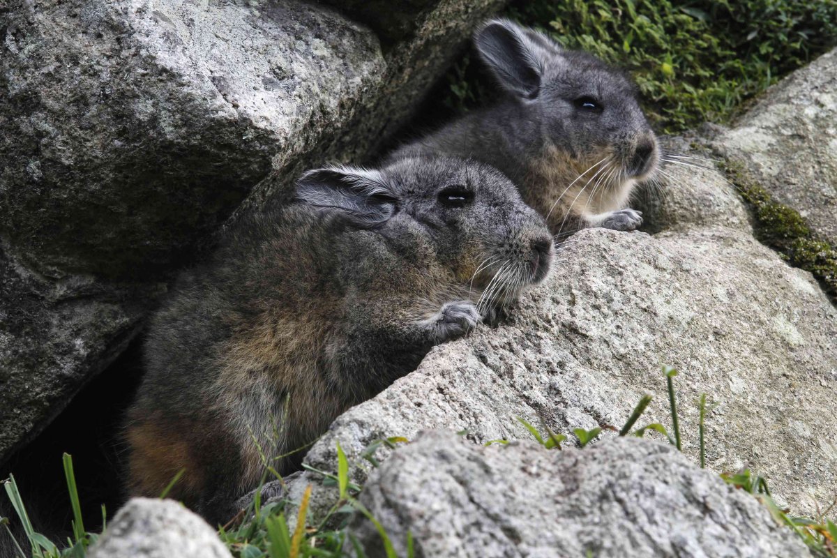 Длиннохвостая шиншилла