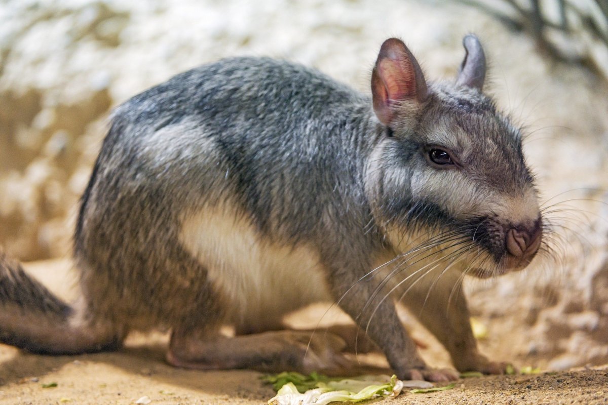 Горная вискаша спит