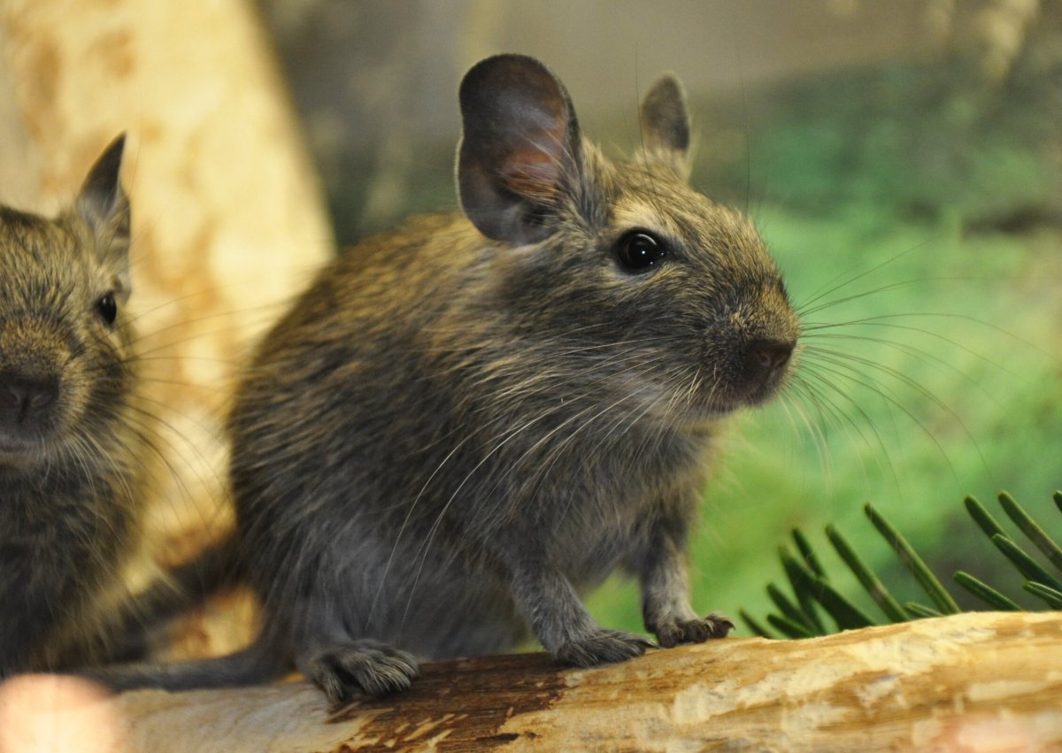 Нагер грызун