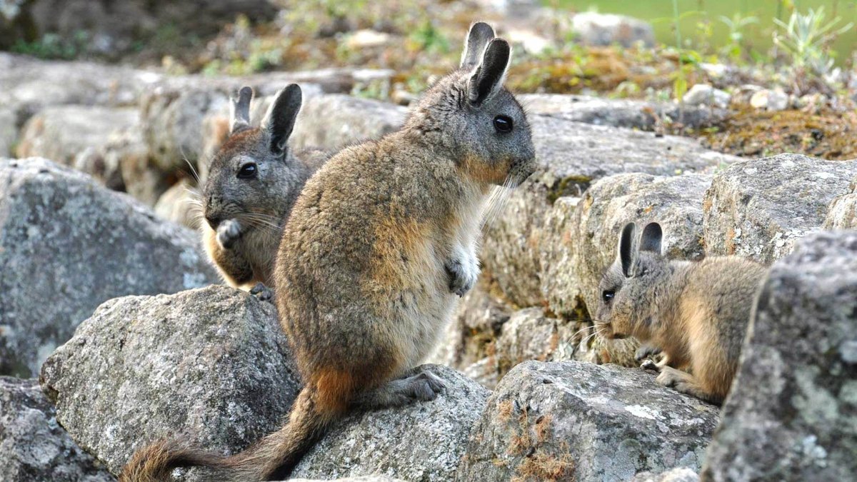 Вискача Южной Америки