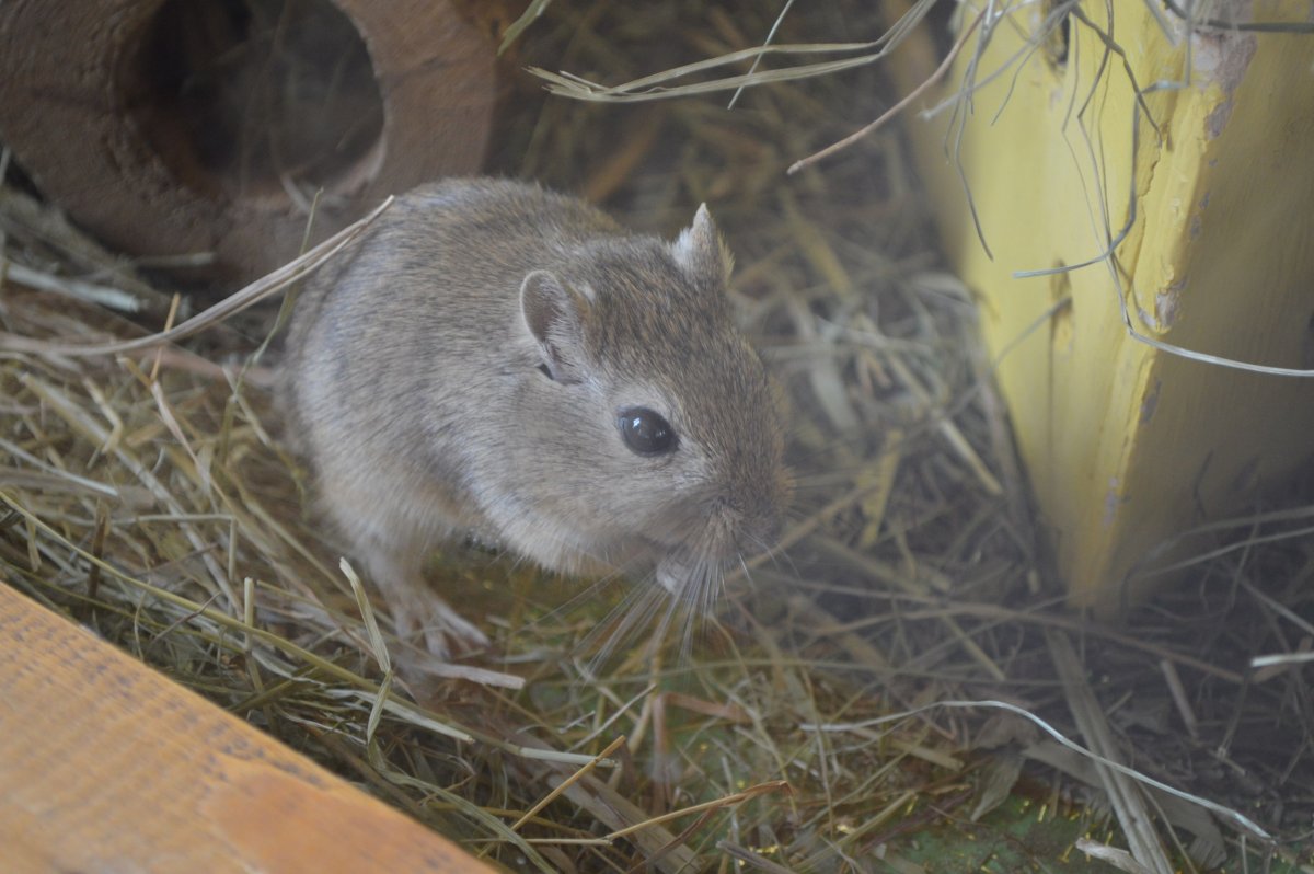 Шиншиллы в дикой природе