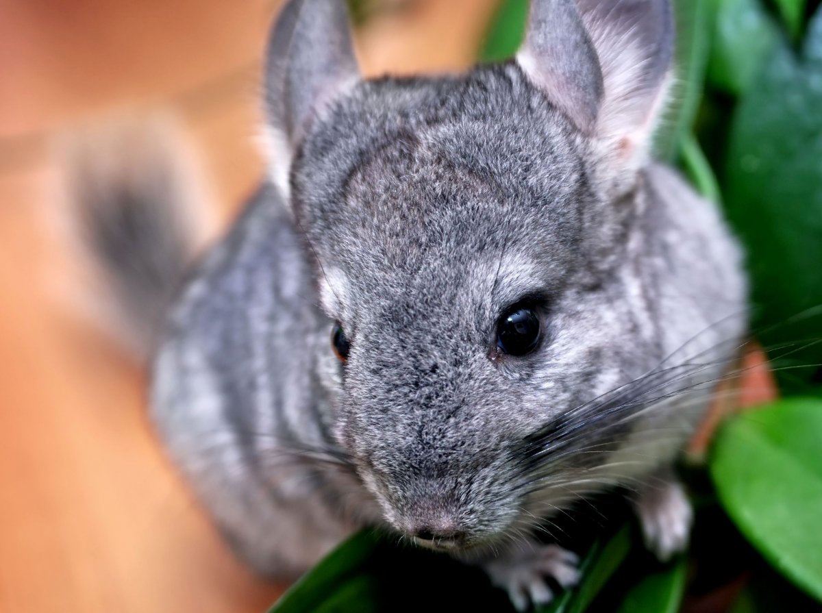 Короткохвостая шиншилла