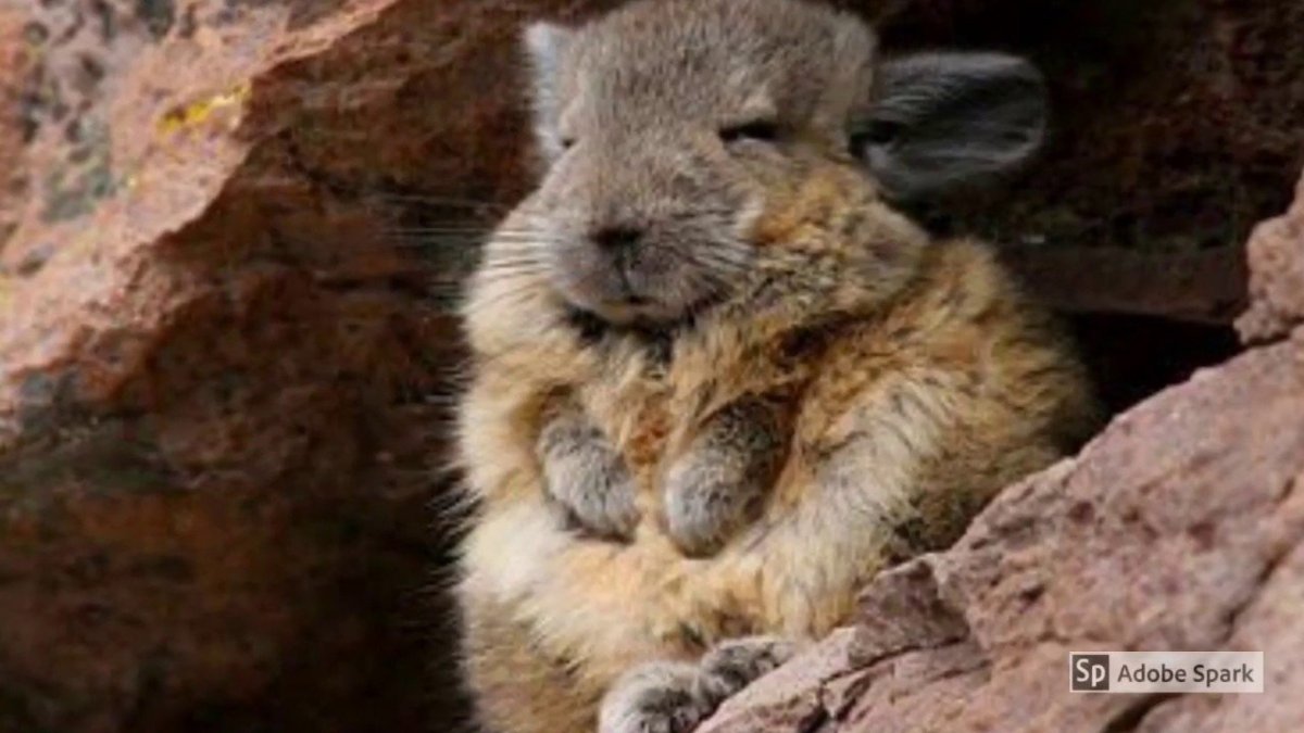 Шиншиллы в дикой природе