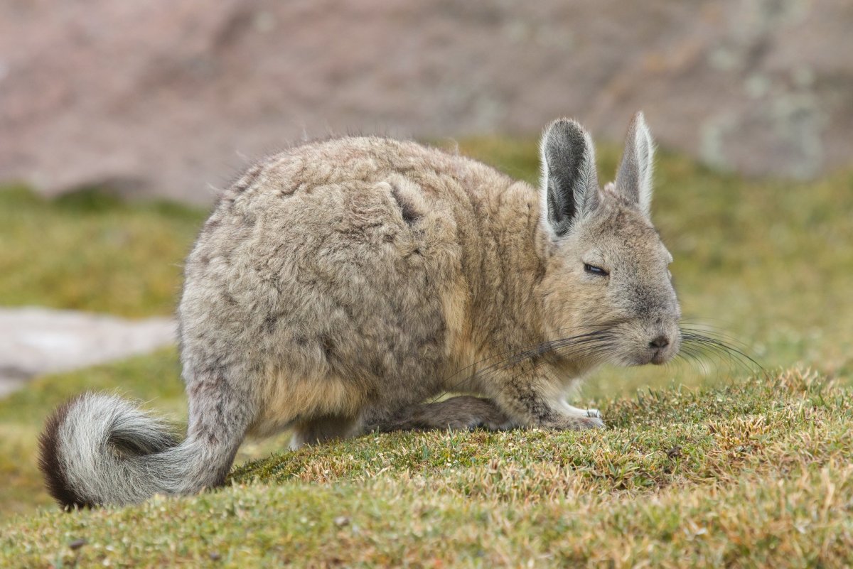 Дегу в дикой природе