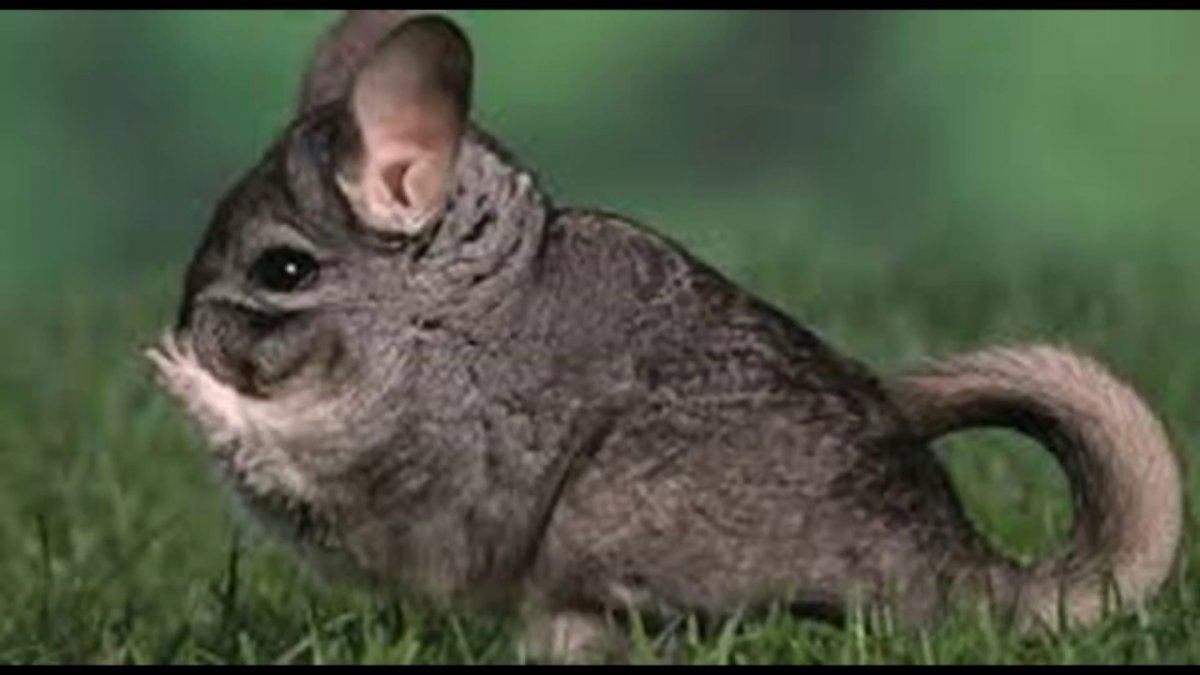 Короткохвостая шиншилла