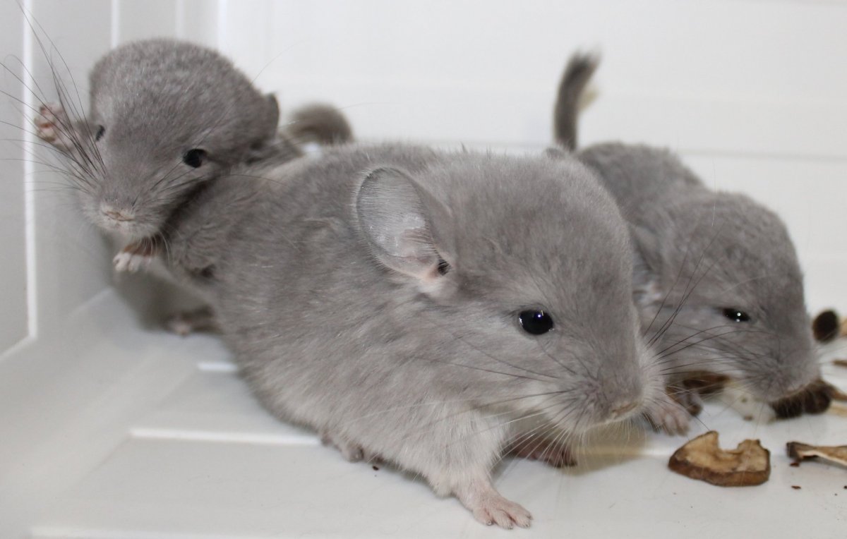 Горная вискаша