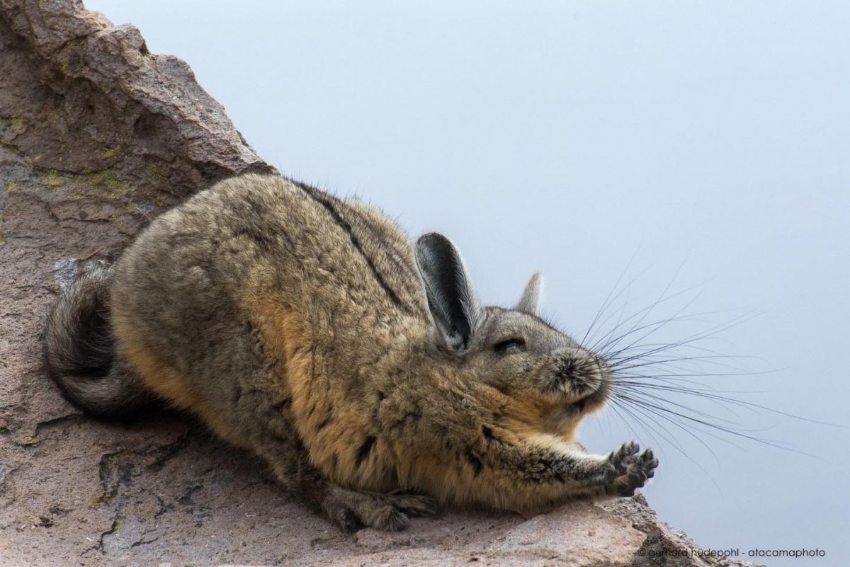 Горная вискаша и шиншилла