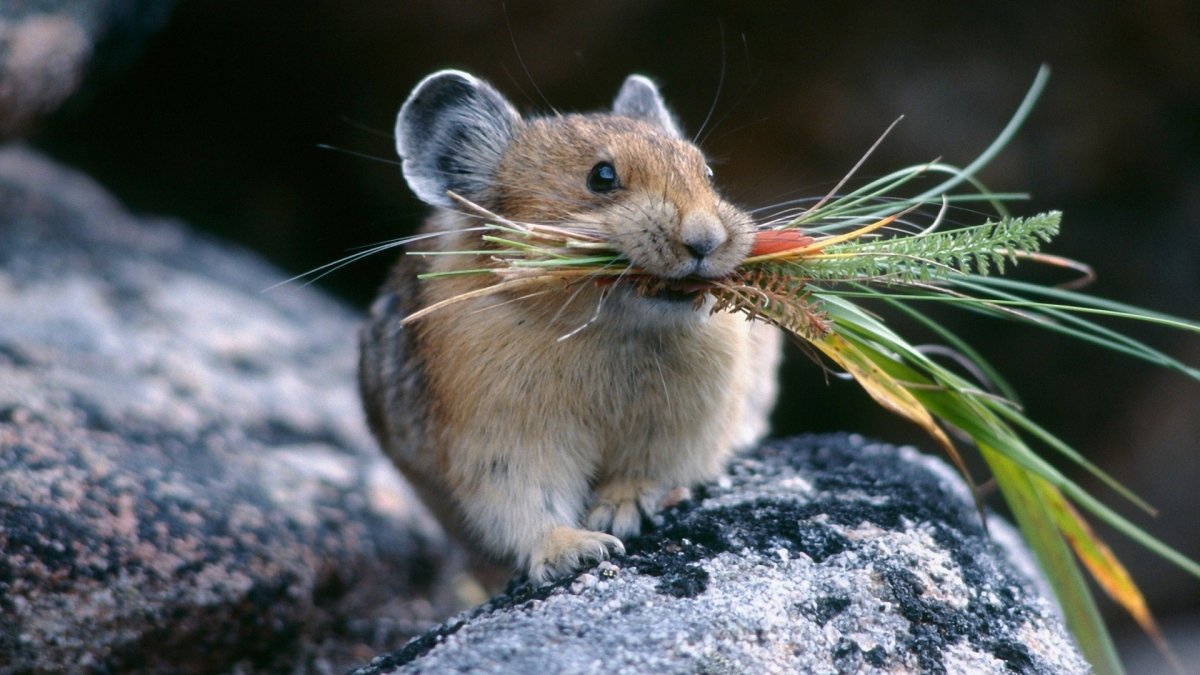 Шиншиллы в дикой природе