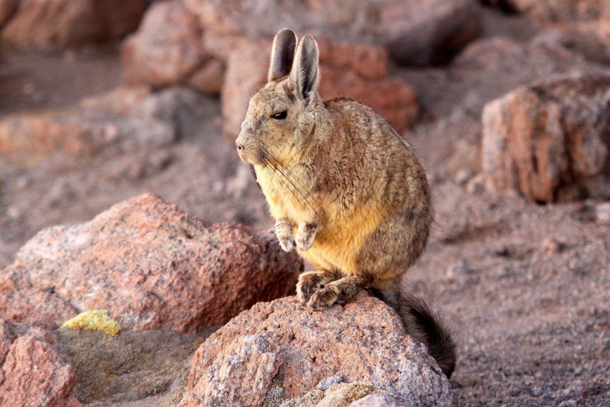 Шиншиллы в дикой природе