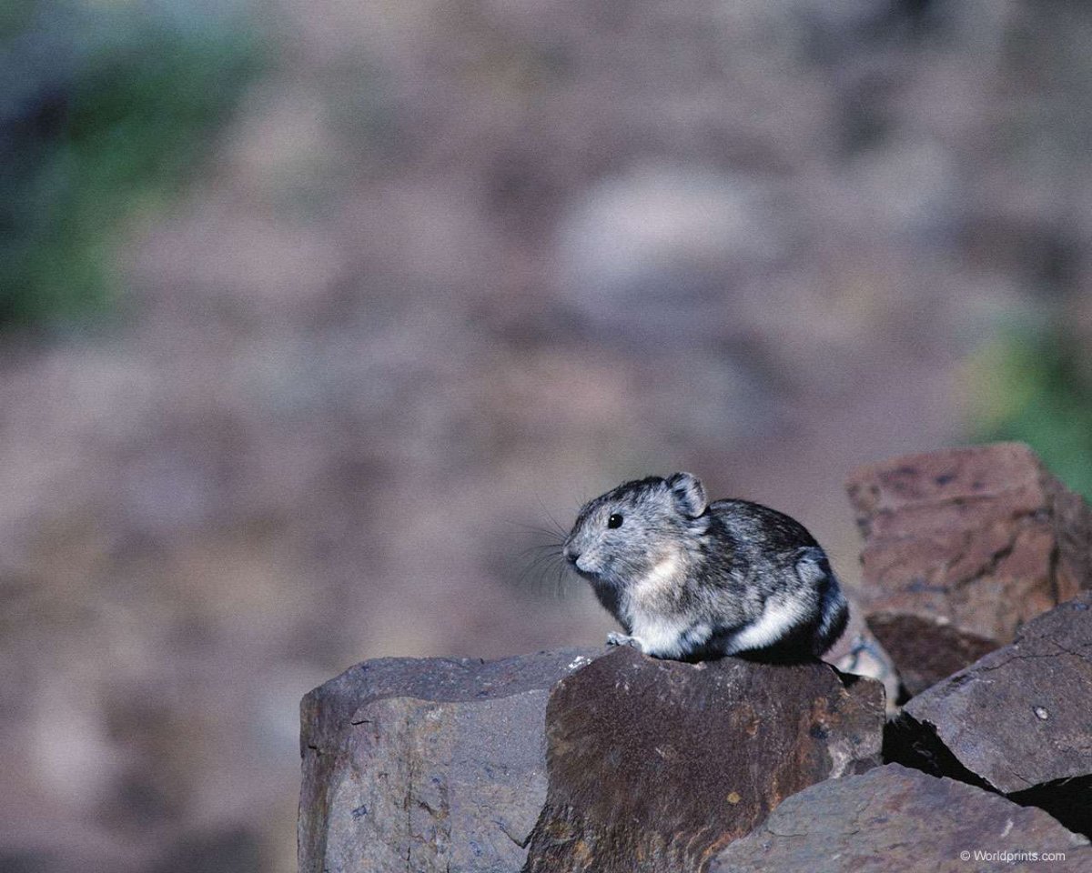 Шиншилла Дикая длиннохвостая