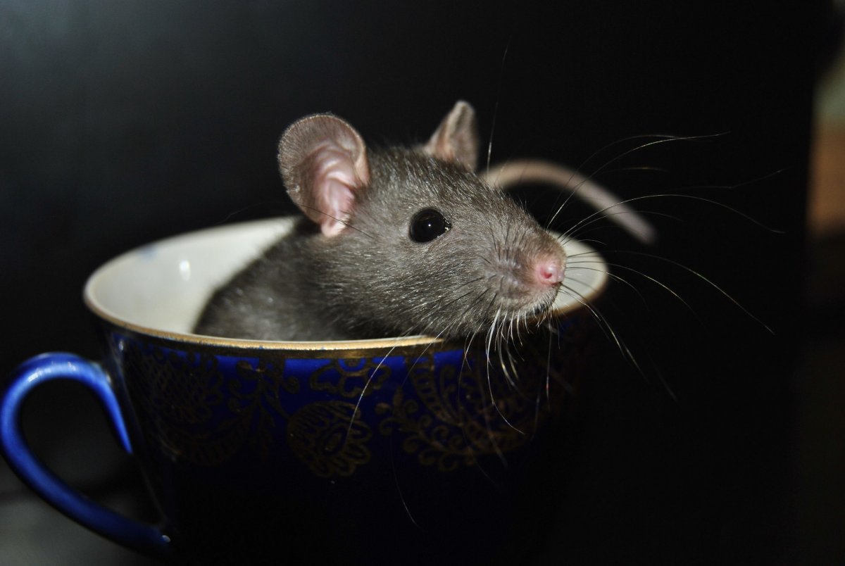 Длиннохвостая Песчанка