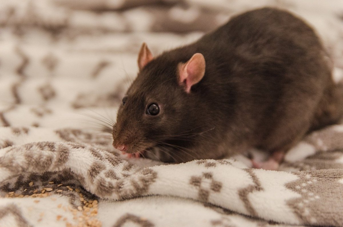 Серая крыса Пасюк