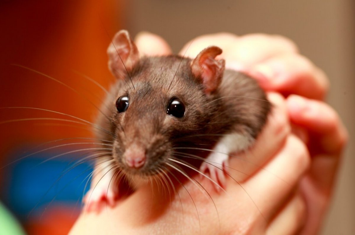 Крысята Дамбо