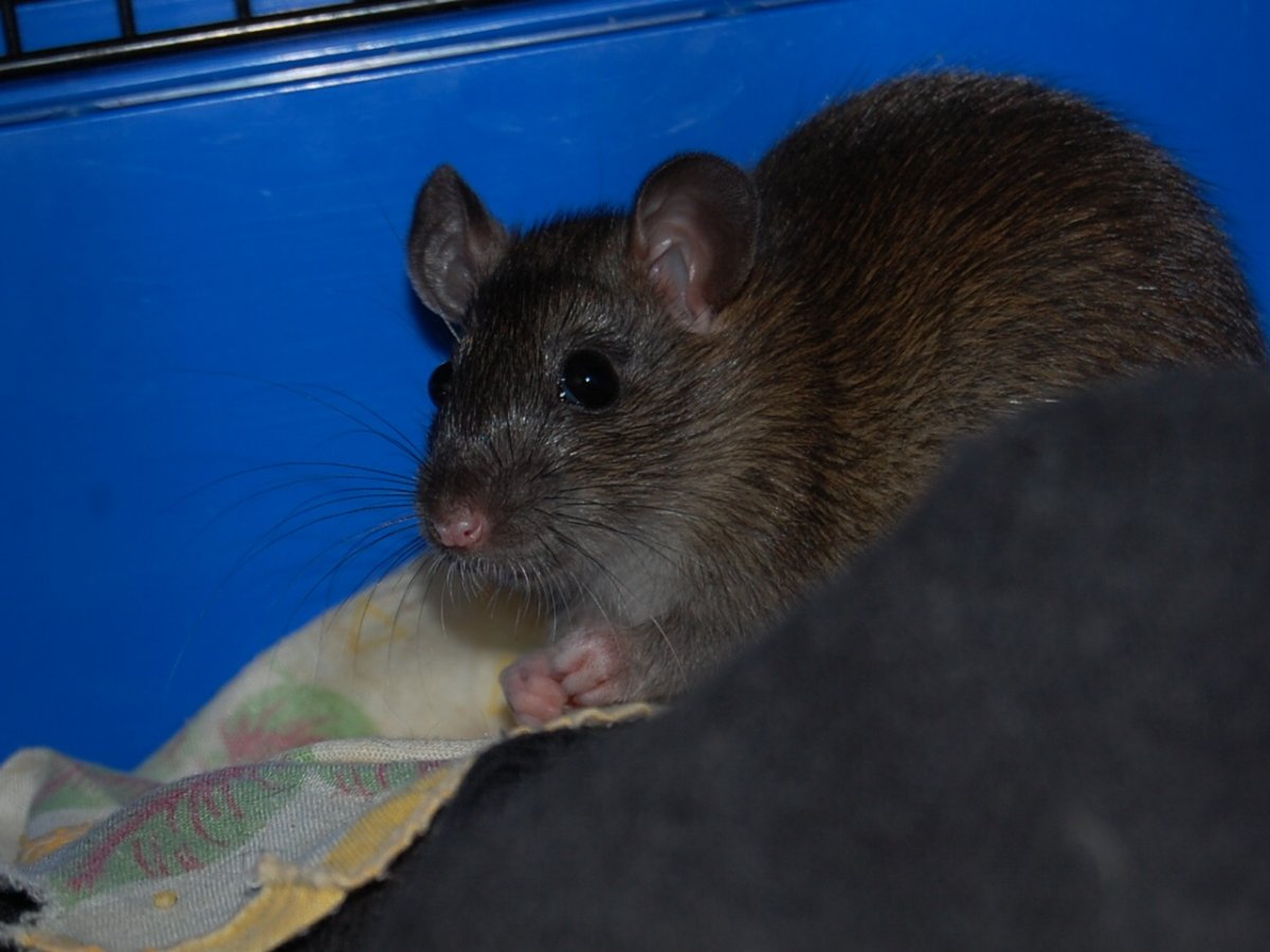 Серая крыса Пасюк