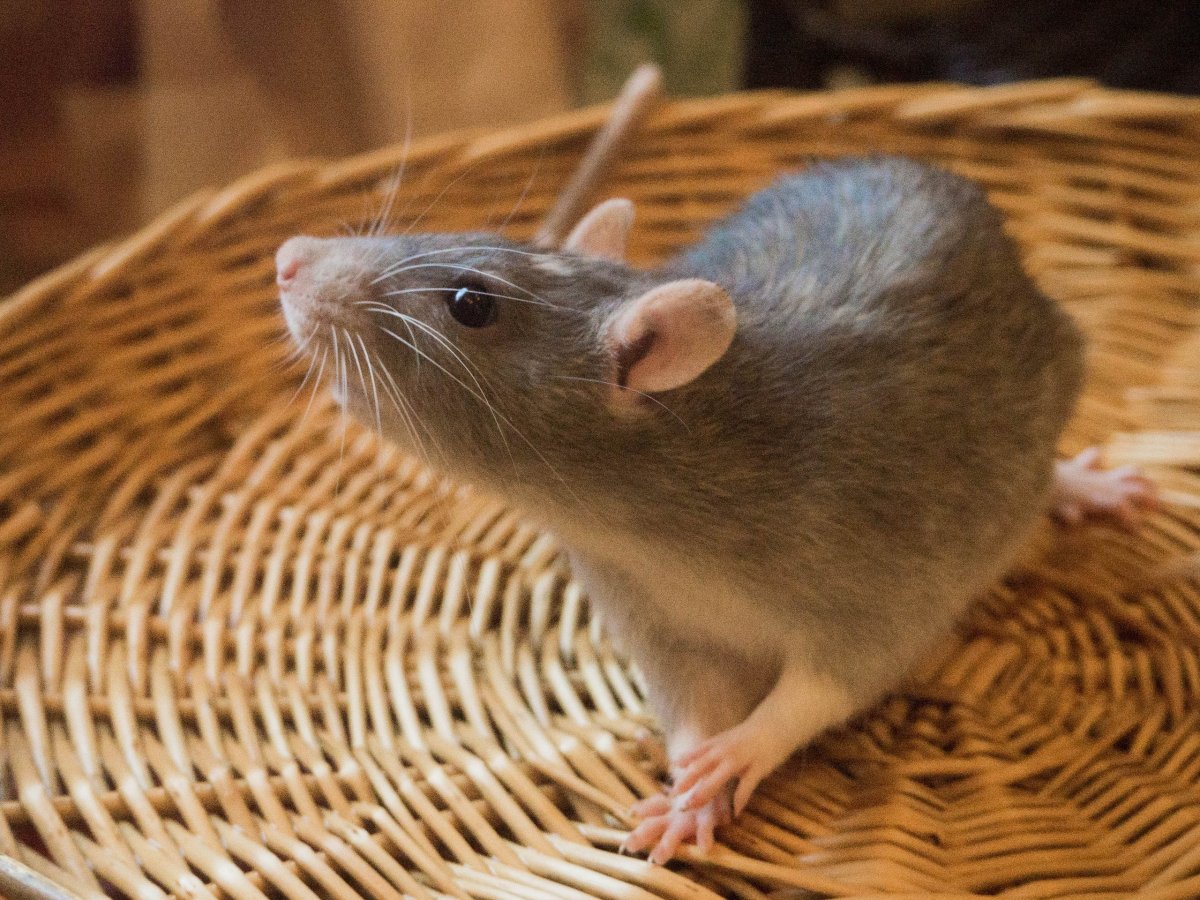 Крысята Дамбо