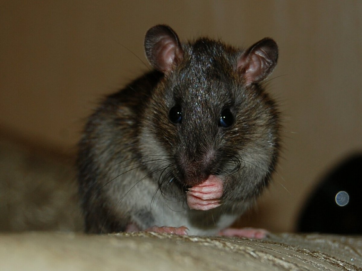 Крыса Пасюк фото