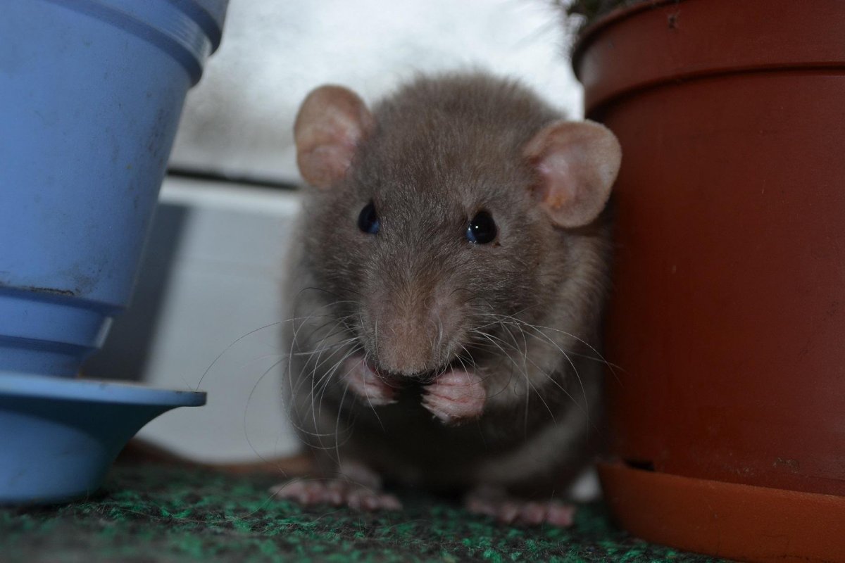 Мышь серая обыкновенная