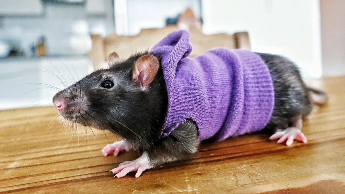 Большая мышь