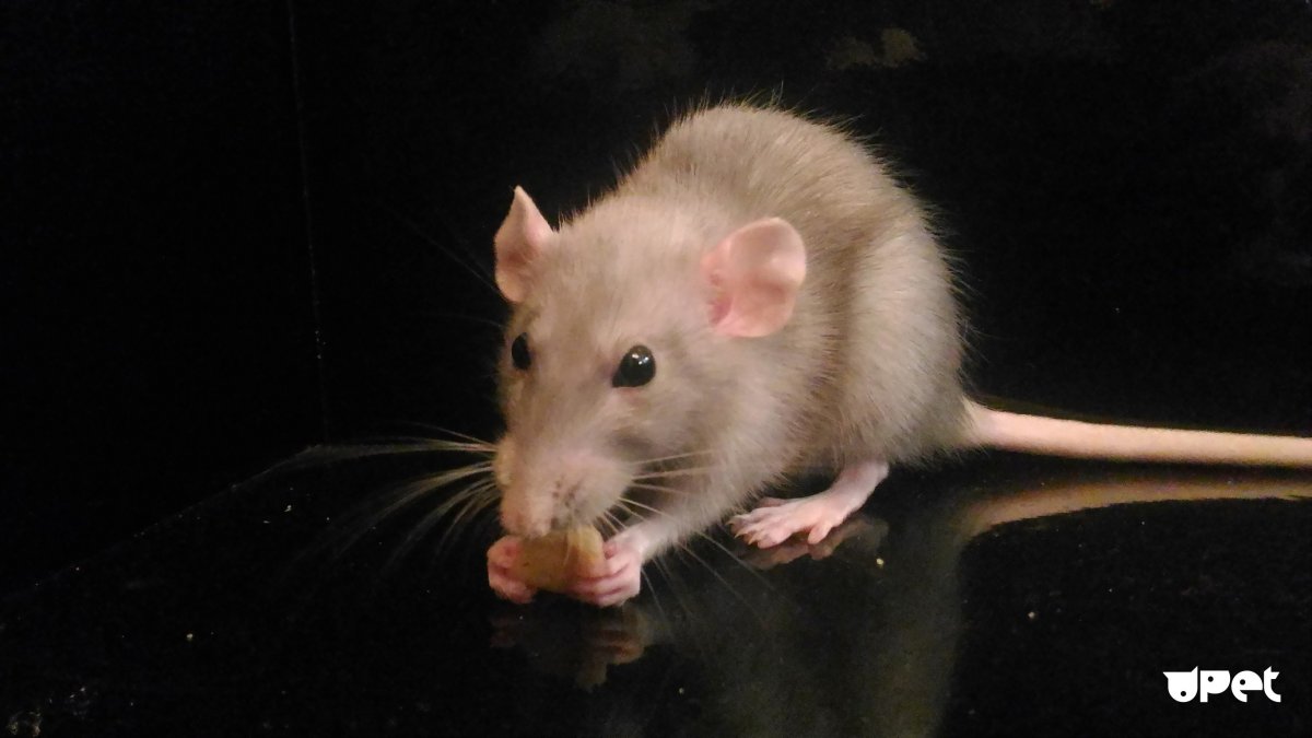 Лусонская кустарниковая крыса