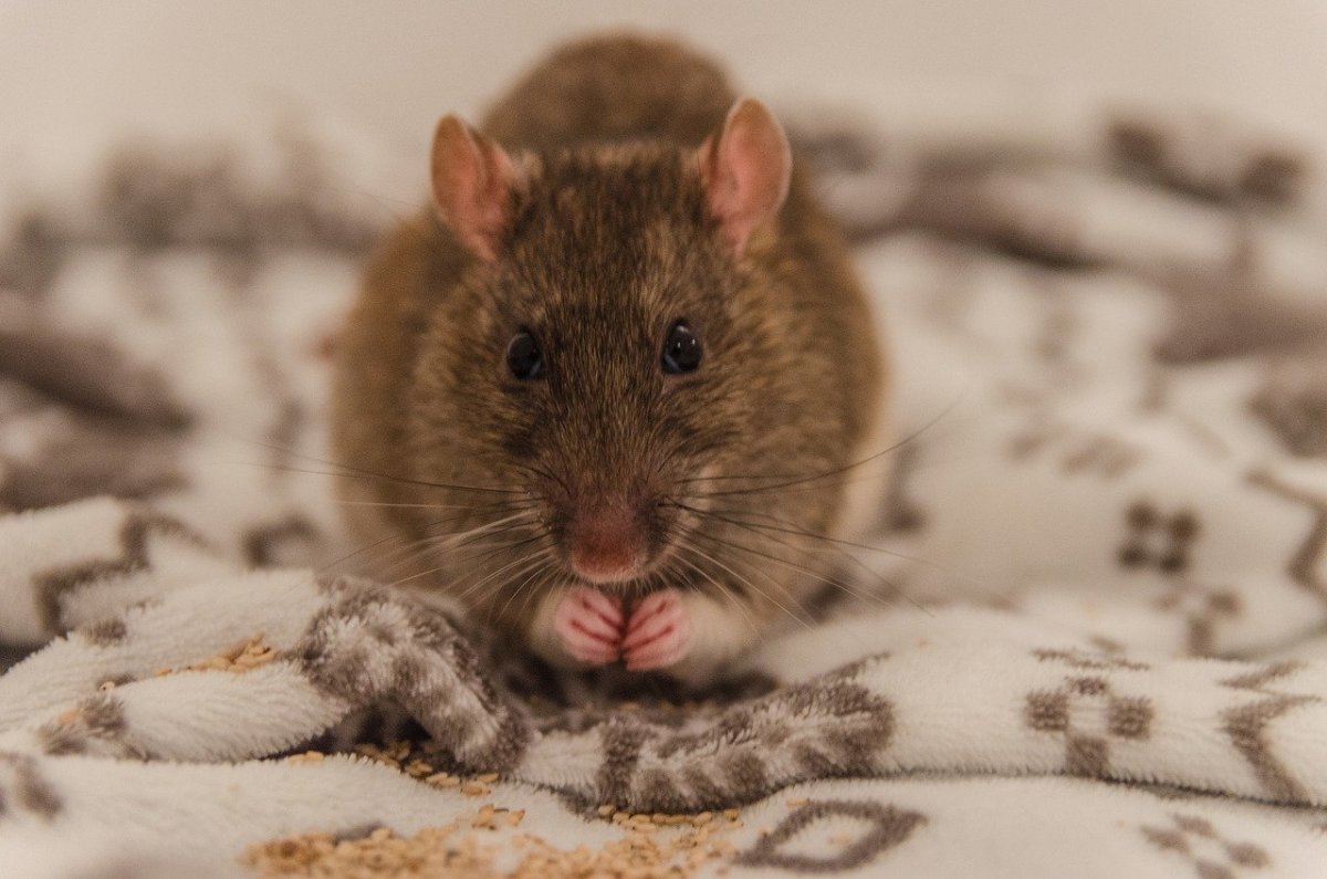 Горная крыса