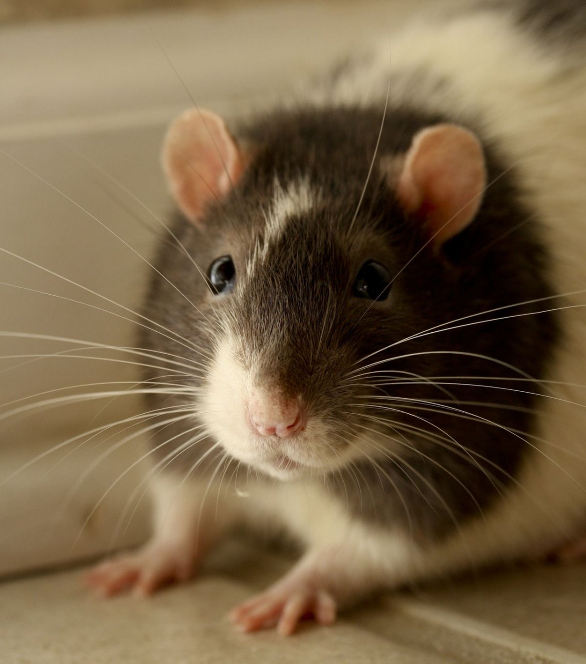 Крысы вредители