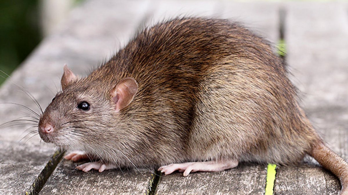 Маленькая крыса