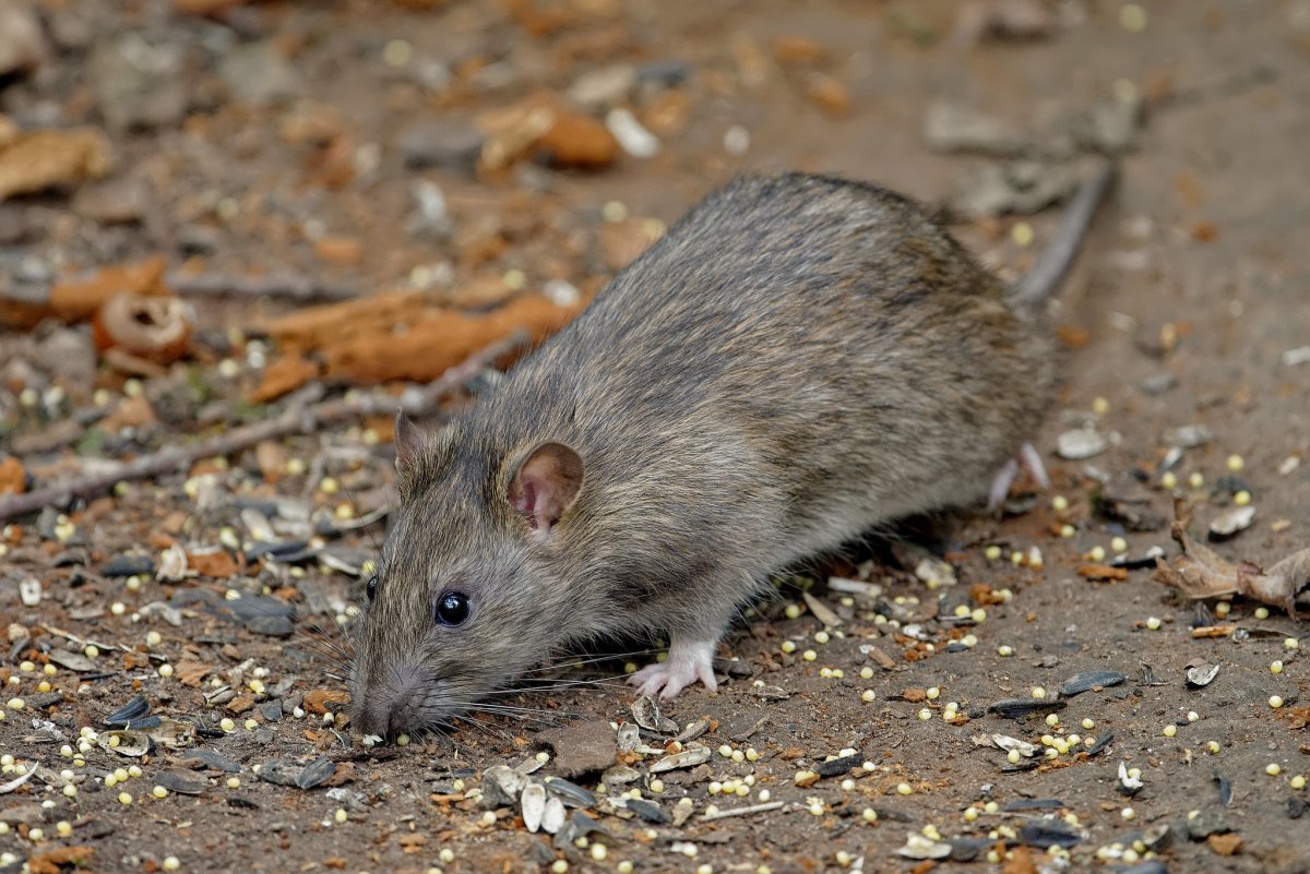 Крыса цветная