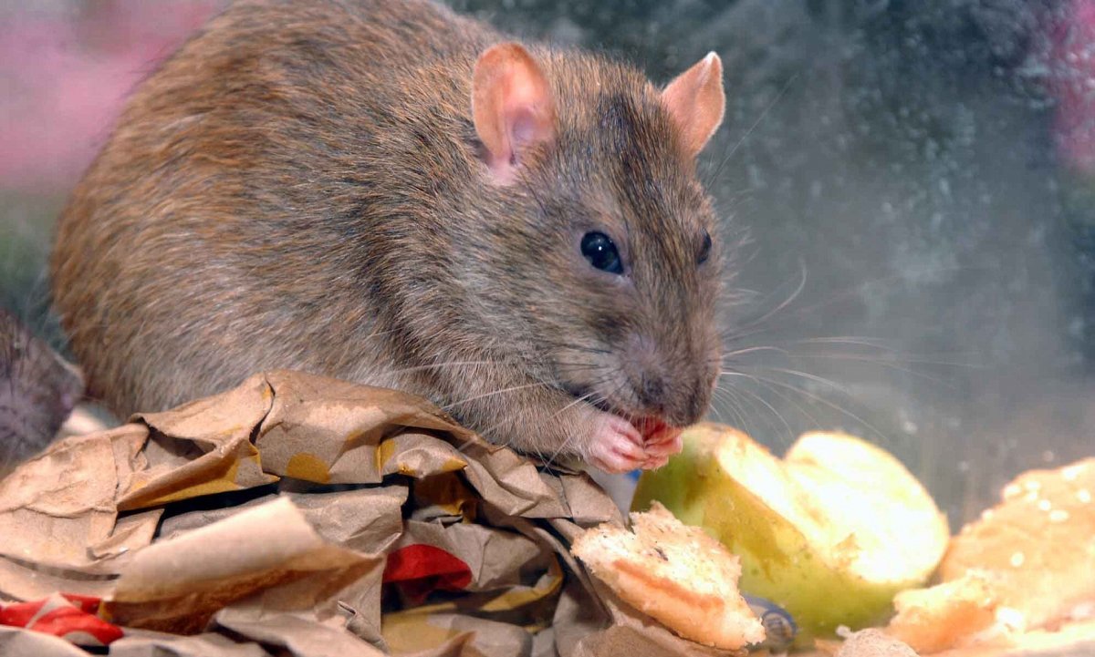 Крыса Пасюк дикий