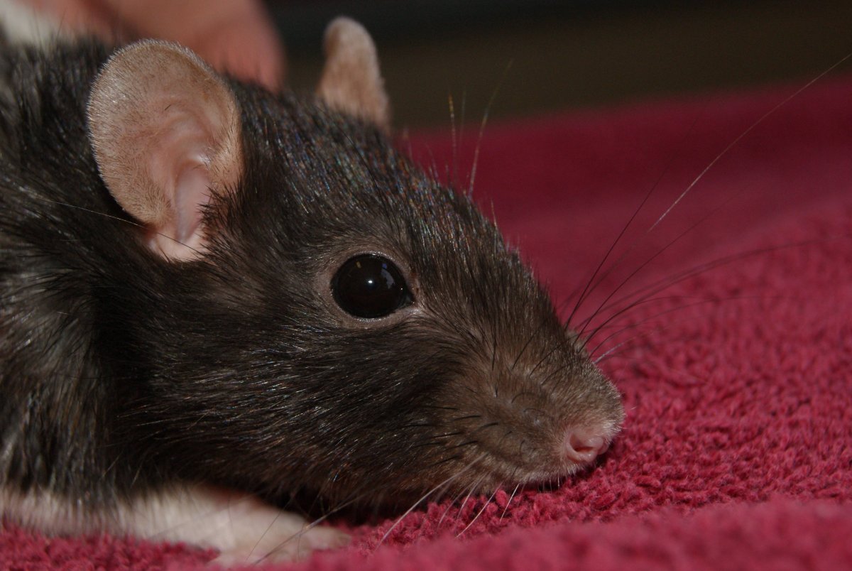 Крысенок Пасюк