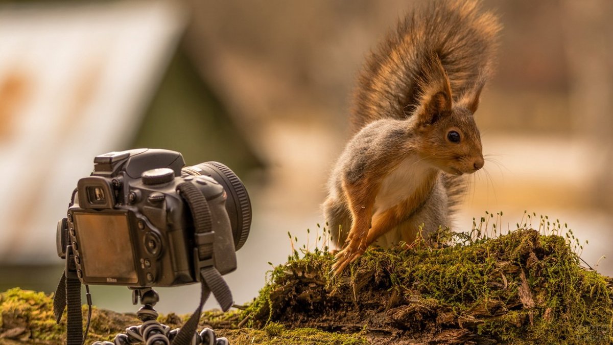 Животные с фотоаппаратом