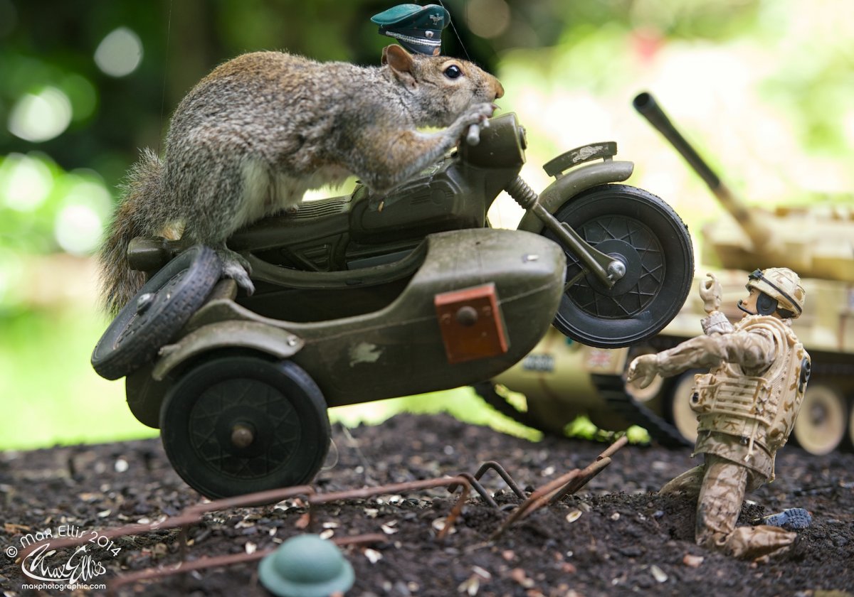 Белка в военной форме