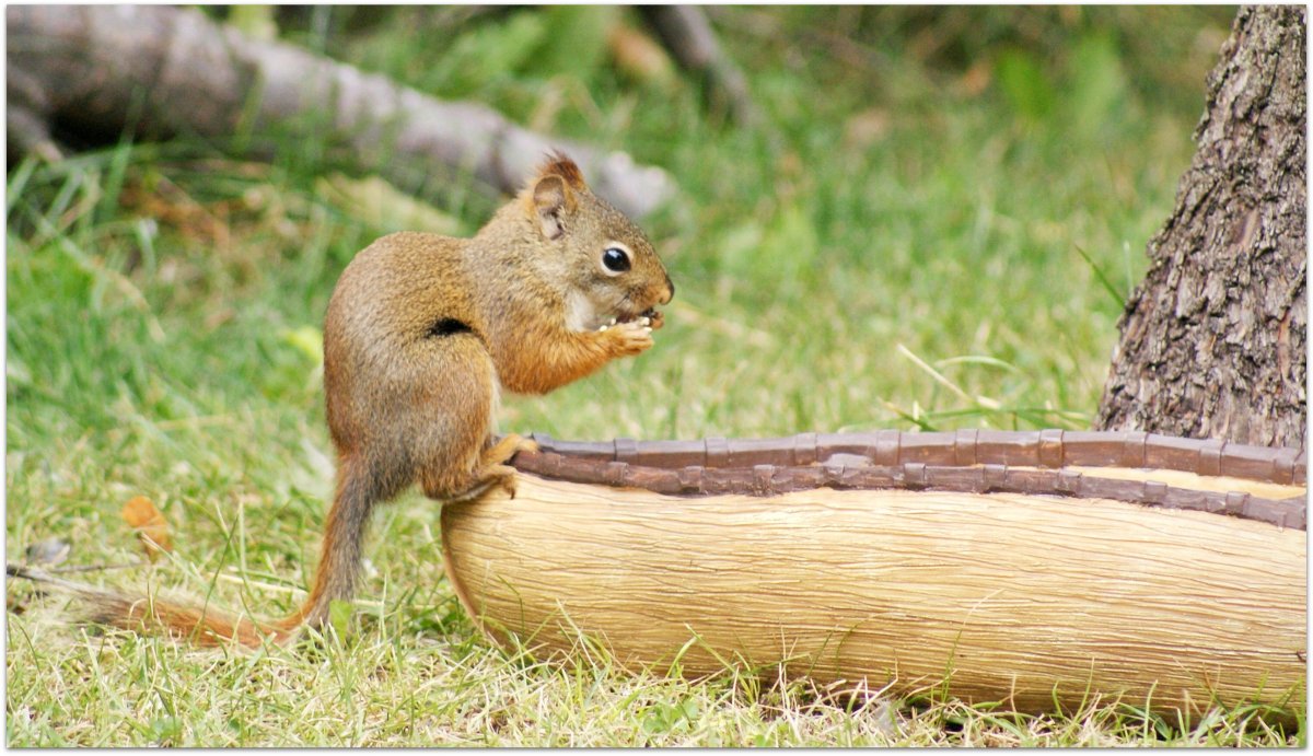 Редкие белки